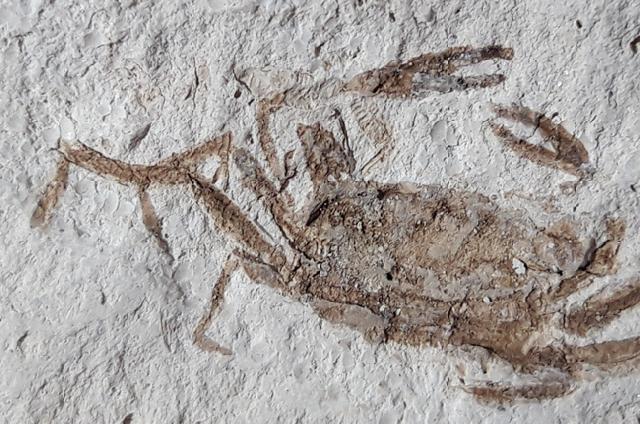 Pinnixa galliheri (RATHBUN 1932) - Bild © FossNet FossilienStore